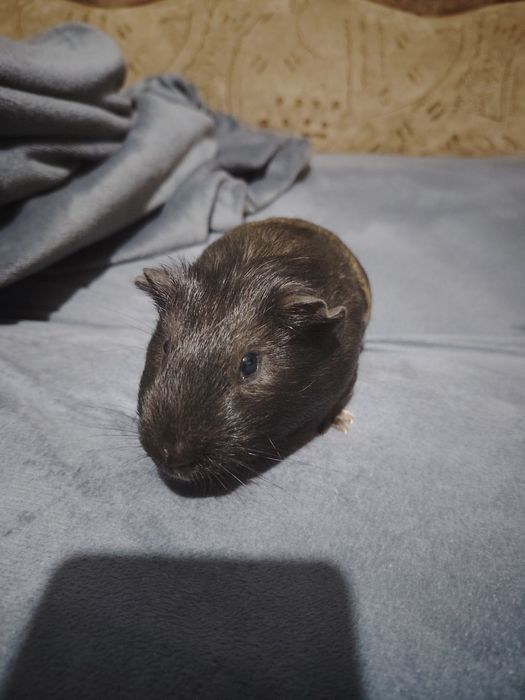 Продам морских свинок мальчиков