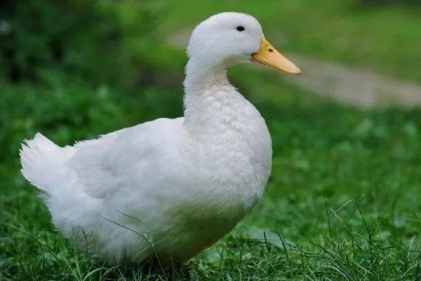 Продам уток агидель 3 мес