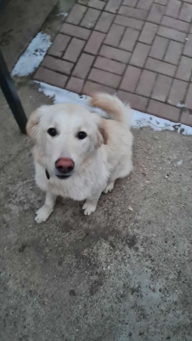 Dresaj - Educatie canina