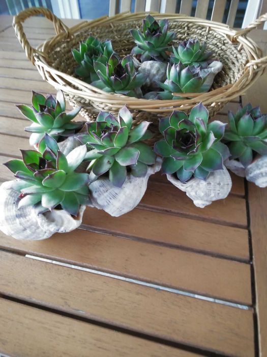 Дебелец  и  два вида седум