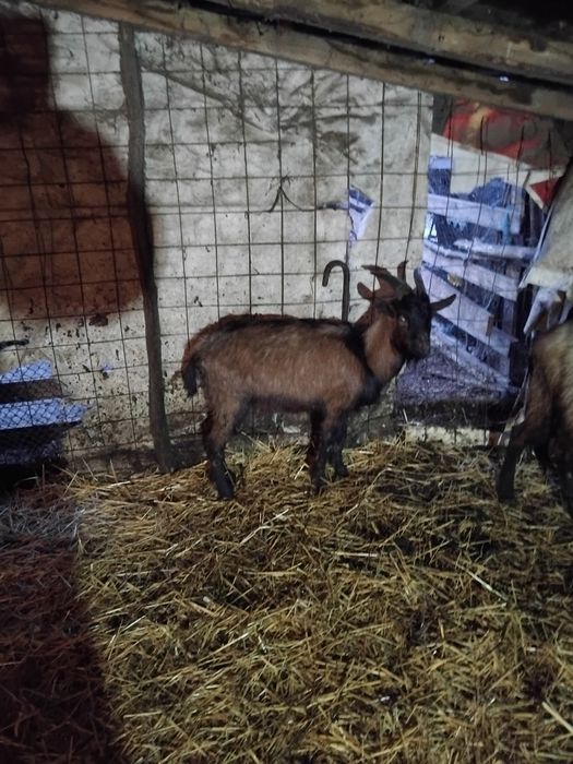 Vând  trei  tapi alpin cu vârste diferite