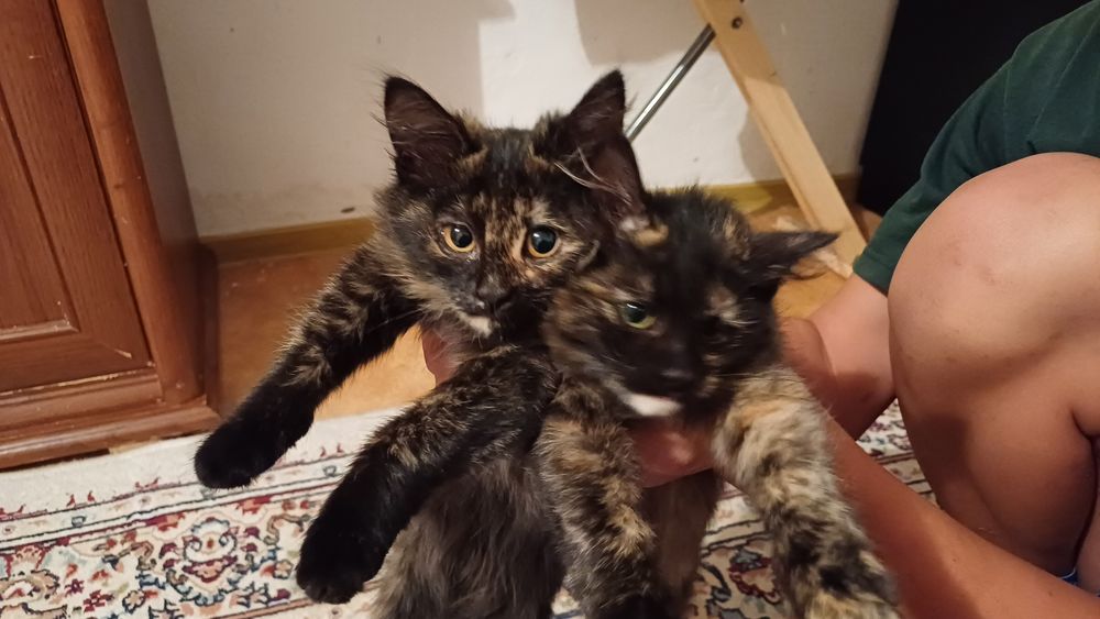 Отдам в добрые руки