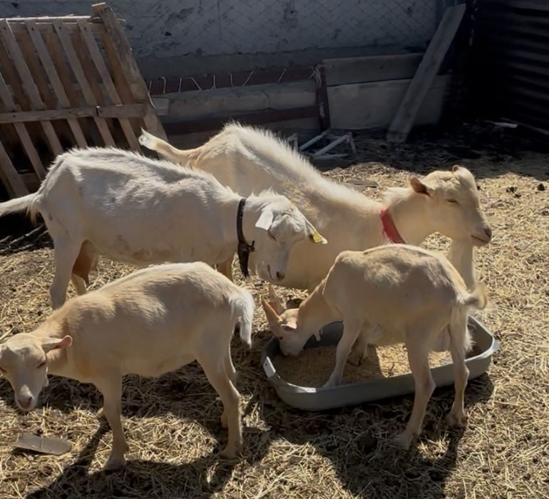 Продам козла Альпийского