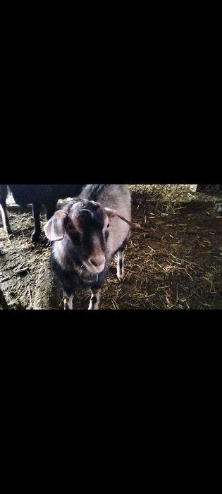 Занен Нүб.         .