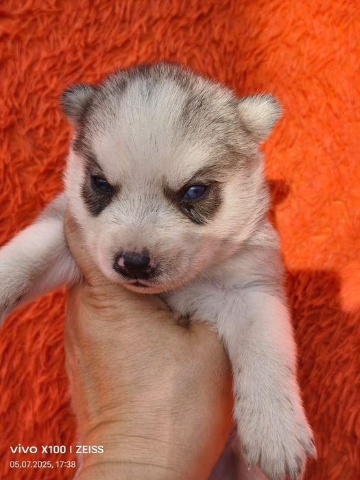 Очаровательные щенки сибирской хаски.