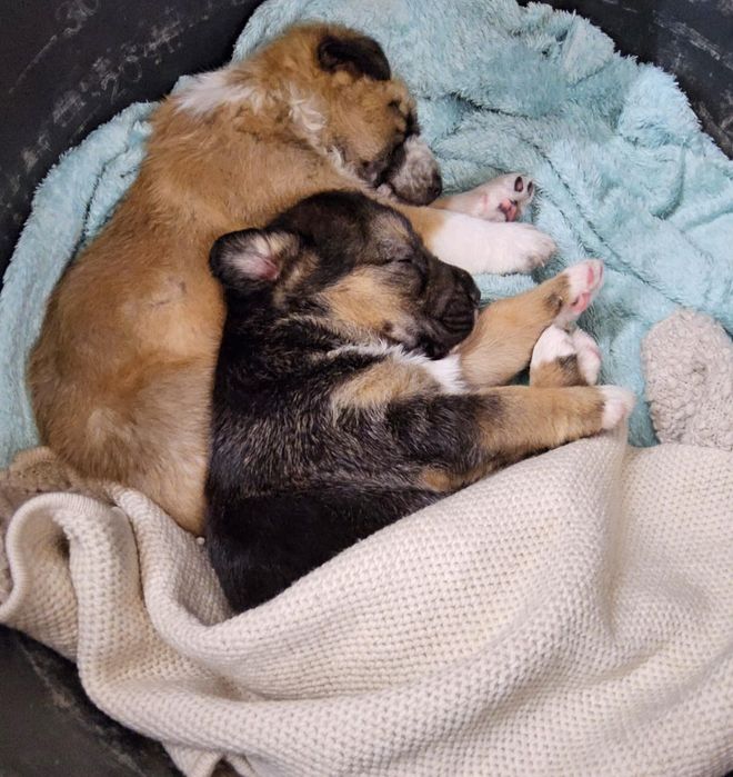 отдам в добрые ручки девочку-1.5мес