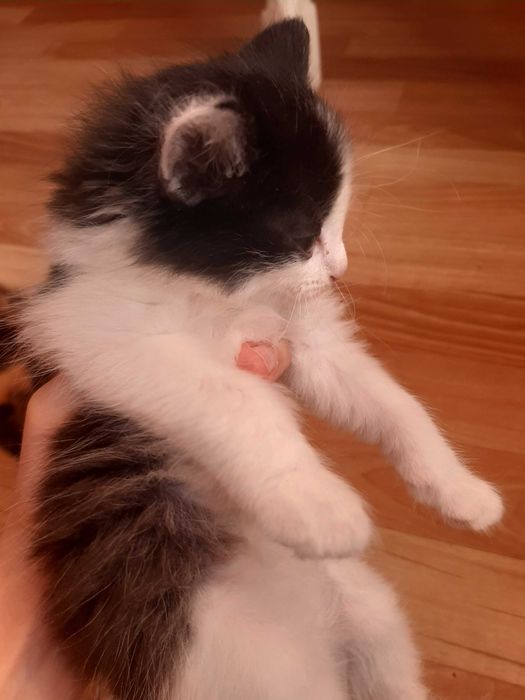 Отдам котят в хорошие руки