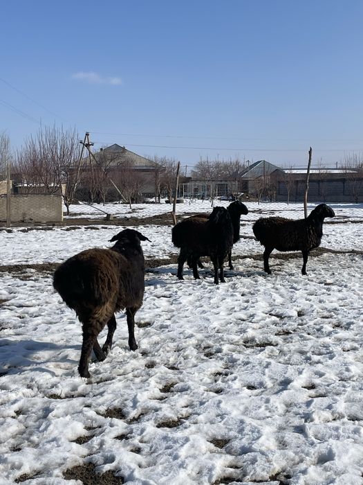 Қошқарлар сатылады