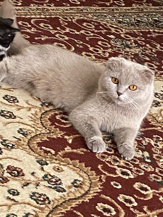 Продаётся scottish fold