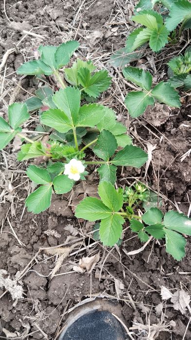 Расада клубники малины ежемалины