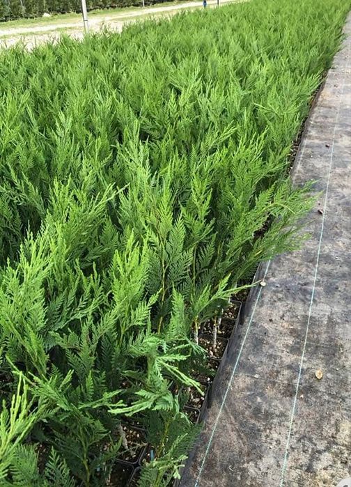 Leylandi 60-70 cm (Producator)