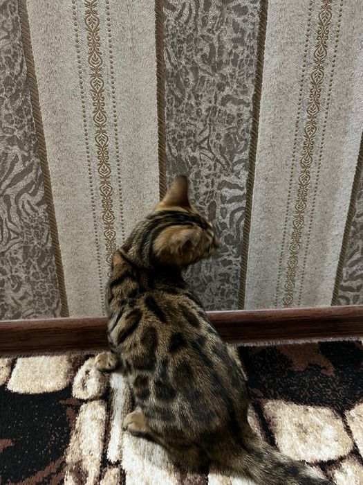 Бенгальская кошка