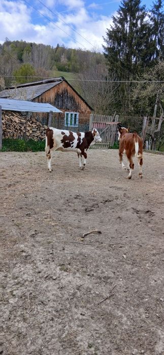 Vitele Baltata Romaneasca