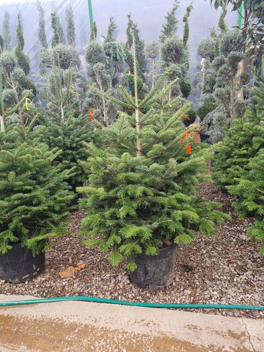 Пи́хта Но́рдмана