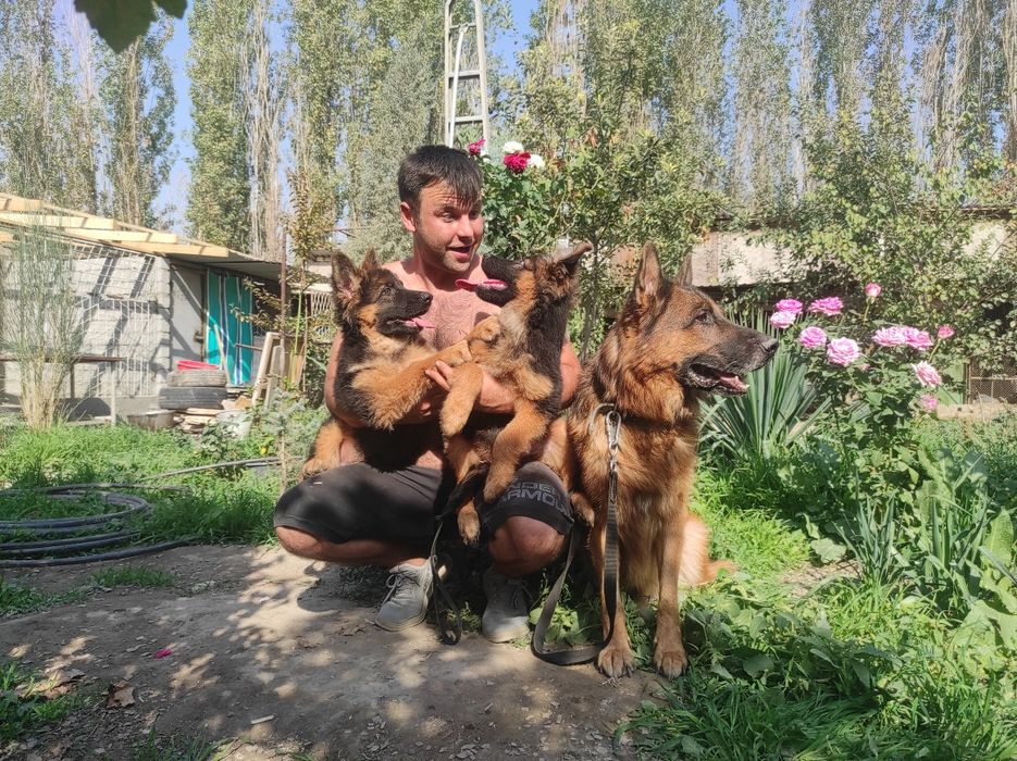 Передержка животных зоогостинеца! Большая любовь к вашим питомцам