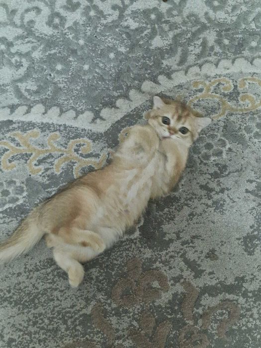 Золотая шиншилла