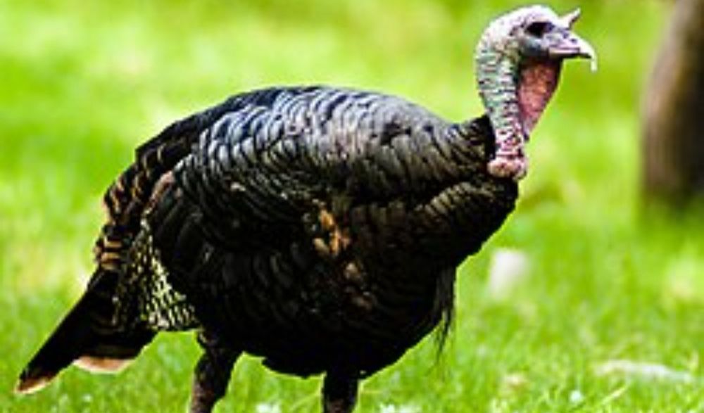 Продавам селски пуйки