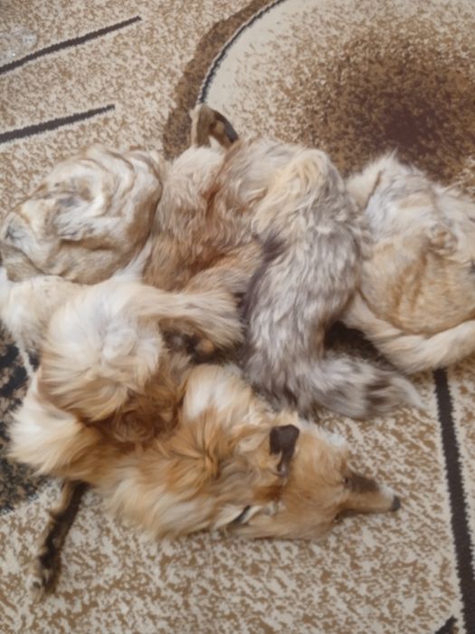 Промо-Шал-Яка- от северна лисица и две шапки