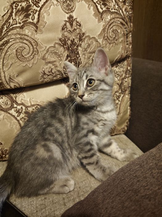 Отдам котёнка в добрые руки
