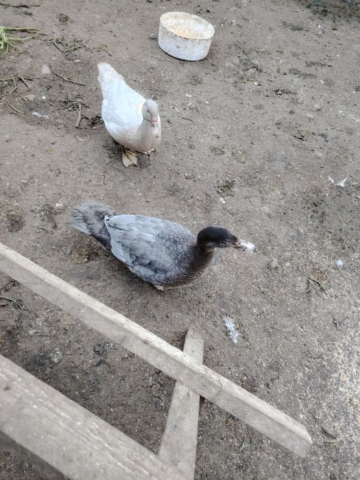 Boboci rata muta leseasca. Rate rățoi rățuște