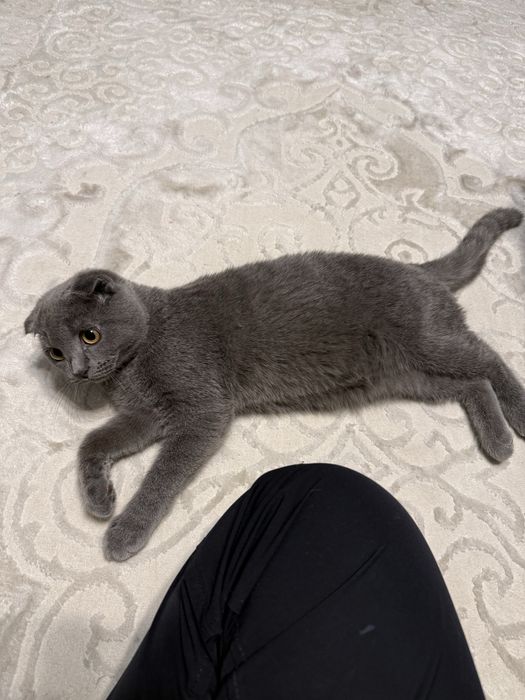 Продаю котенка шотландца
