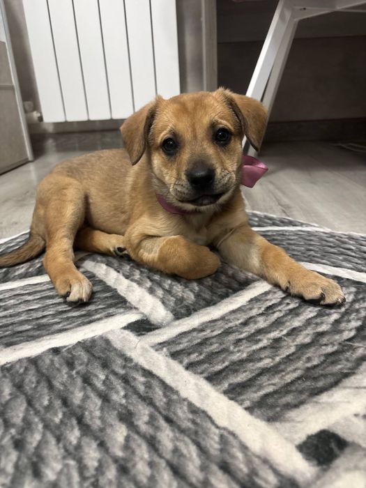 Щенок в добрые руки только в Ташкент