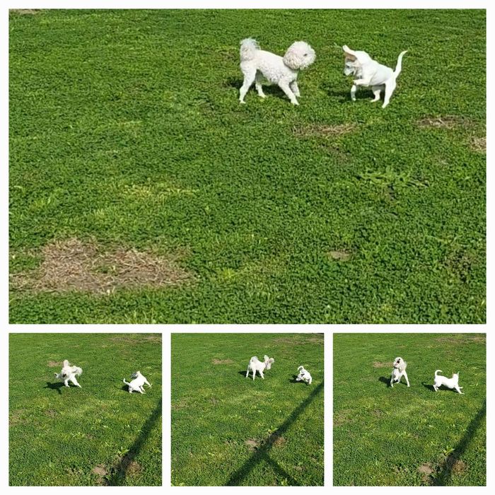 Хотел за домашни любимци Pet Hotel Зоо хотел