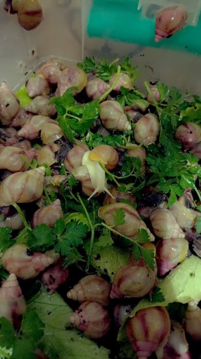 Улитки Ахатины Ретекулята Черноголовка Черноголовк