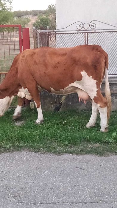 Vaca de vânzare