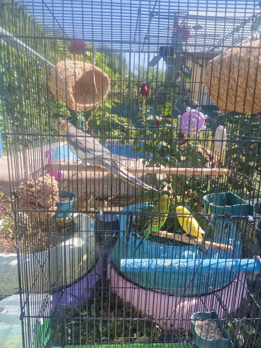 Клетка с попугаями