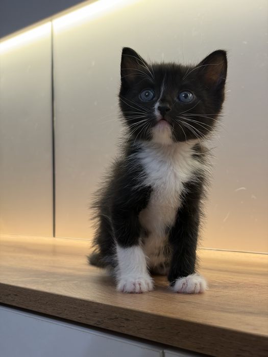 Черный котенок 1 месяц