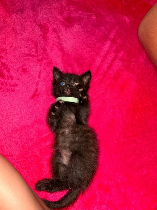 Котенок (девочка)