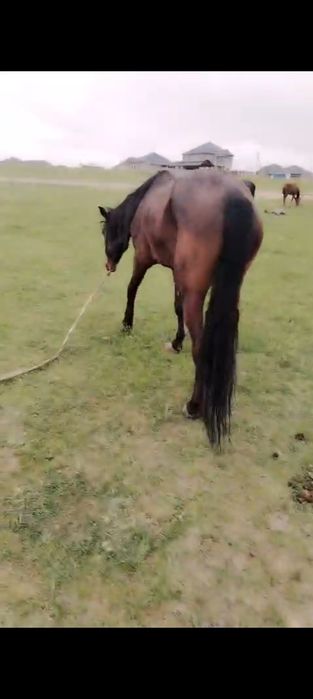 Ири бие сатылады сауын