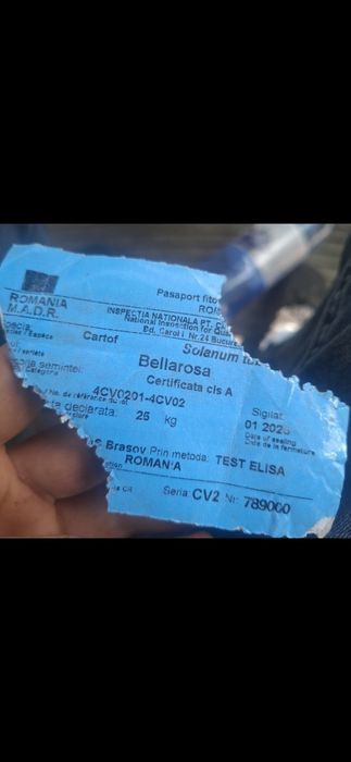 Cartofi de sămânță Arizona, Bellarosa, clasa B