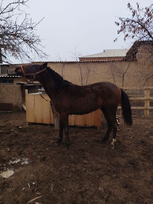 1.5 жасар тай жаксы канды