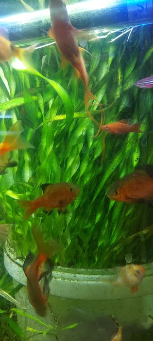 Растения. Рыбки аквариумные
