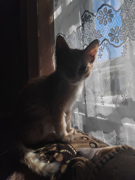 Отдам котят мальчики