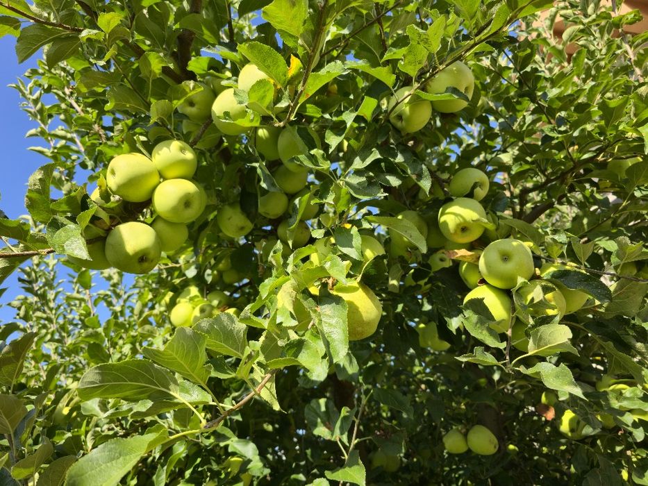 De vanzare mere de masa de culoare verde