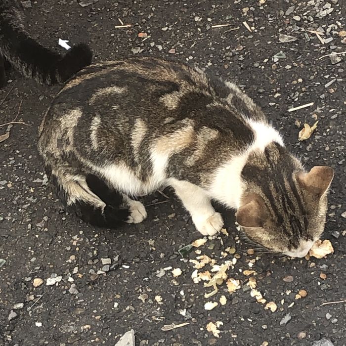 Животные . Кошки.