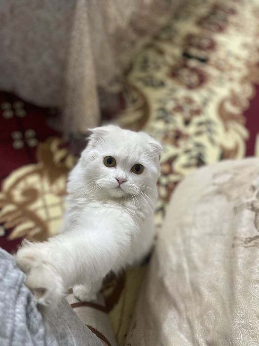 Мушук сотилади жуда акилиг чиройлиг ва хали кичиг