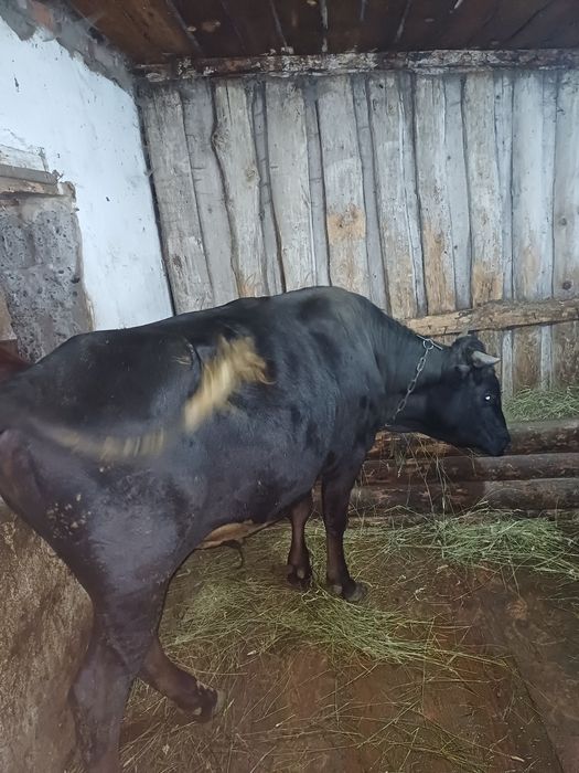 Продам быка 15мес.