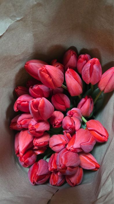 Тюльпан сорт гигант