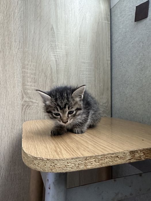 Котята даром срочно!