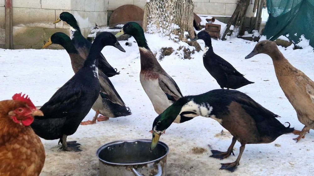 Rațe indiene pentru grădină