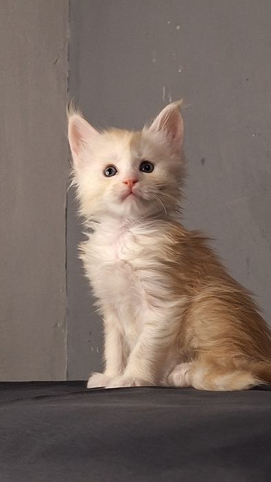 Рассрочка/ эксклюзивные котята мейн кун