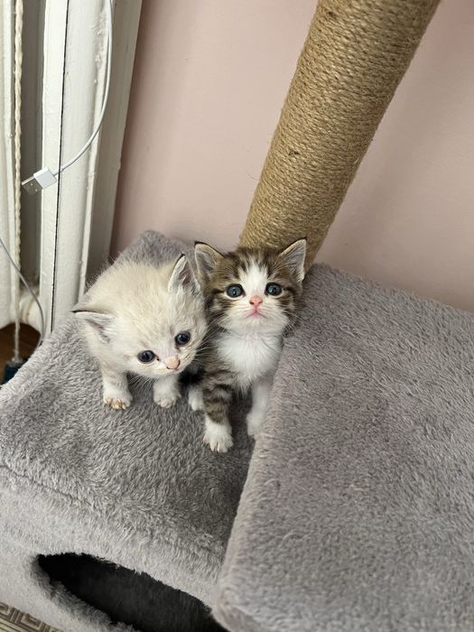 Продаются котята