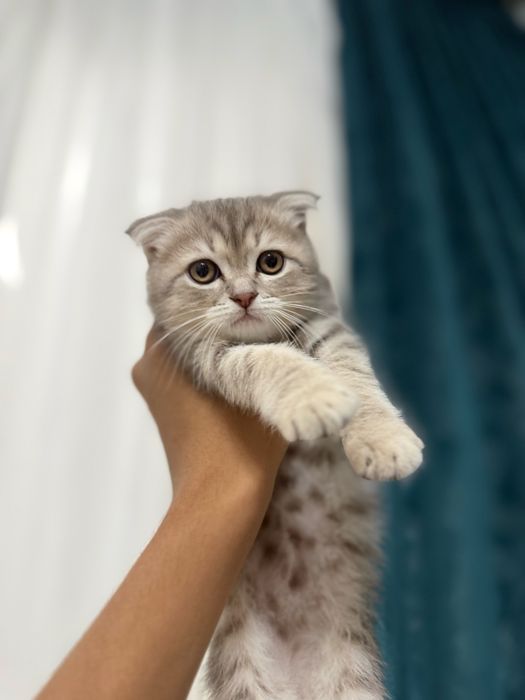 СКОТИШ фолд- мальчик