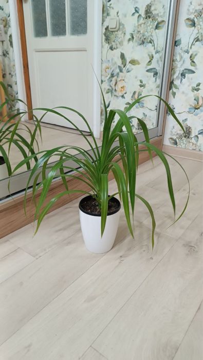 Продаются комнатные растенния