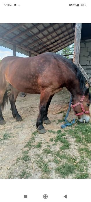 Mânză din Rasa Grea De vânzare