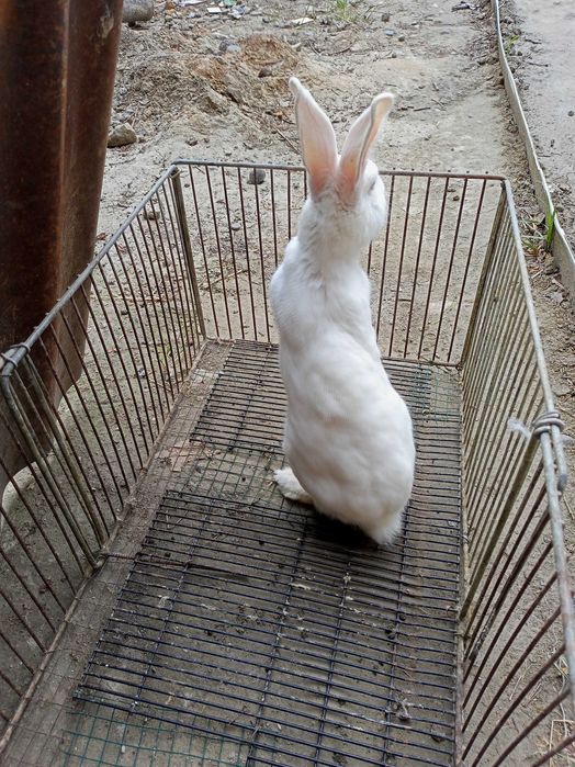 Кролики малыши месячные крупной породы